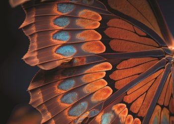 Cultivating Change: Converge Inspires the Digital and Innovative Future of Equipment Finance