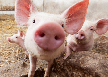 Westlake Capital Finance Partners with DealerCenter to Provide Lines of Credit to Buy Here Pay Here Dealers