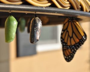 Transformational Leadership: Human Experience is the Future of the Industry